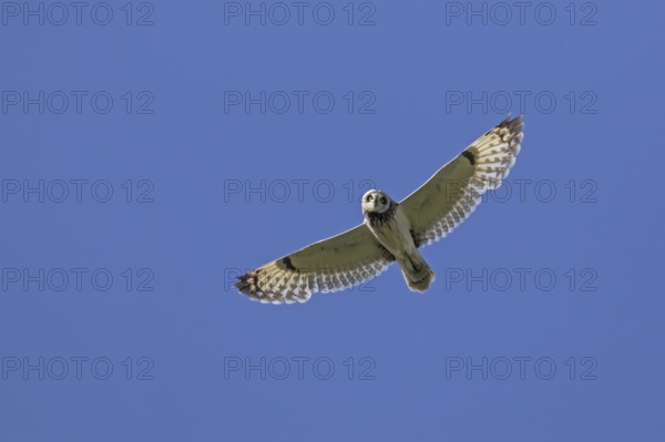 Short-eared owl (Asio flammeus) (Asio accipitrinus) in flight against blue sky