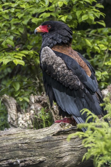 Bateleur (Terathopius ecaudatus) perched in tree, endemic to Africa