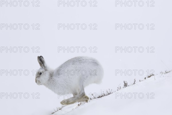 Mountain hare (Lepus timidus), Alpine hare, snow hare in winter pelage running in the snow down