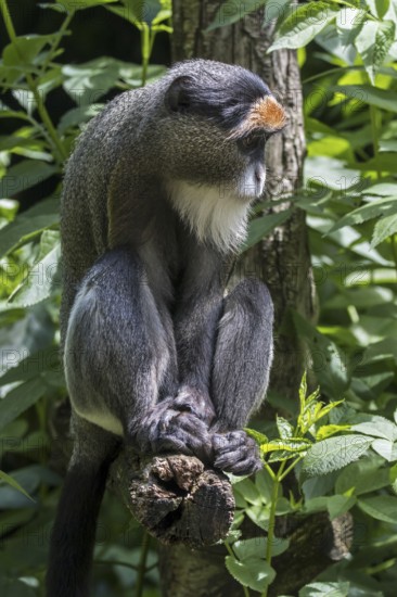De Brazza's monkey (Cercopithecus neglectus) native to Central Africa in zoo