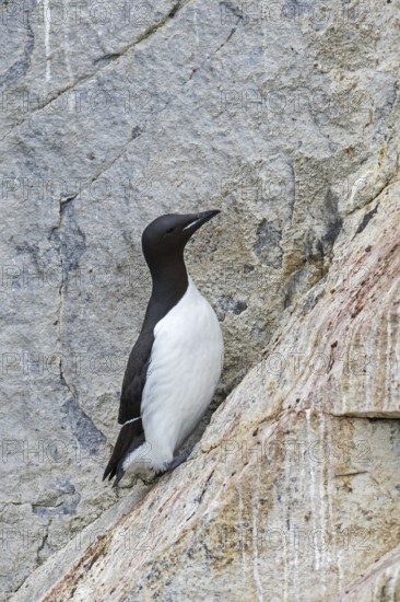 Thick-billed murre (Uria lomvia), Brünnich's guillemot in steep sea cliff rock face at seabird