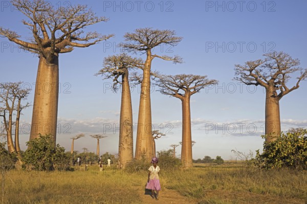 Avenue or Alley of the Baobabs is a prominent group of Grandidier's baobab trees (Adansonia