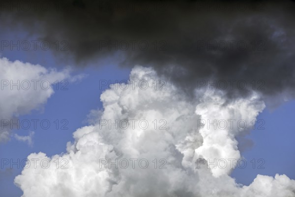 congestus, towering cumulus cloud (Cumulus) turning into Cumulonimbus calvus and black rain cloud
