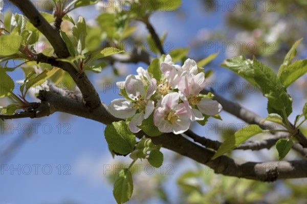 Flower of the European wild apple (Malus sylvestris), near Confrides, Province of Alicante, Costa