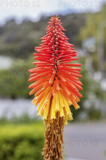 Crested torch lily (Kniphofia uvaria (L.) Oken), Akaroa, Canterbury, New Zealand, Oceania
