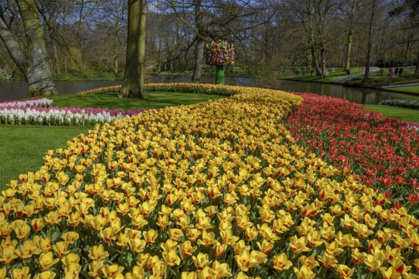 Flower border, floral splendour with colourful Tulips (Tulipa) in spring, Keukenhof, Lisse,
