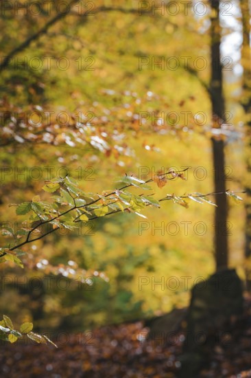 Colourful branches in the spa gardens in autumn, Bad Wildbad, Black Forest, Germany, Europe