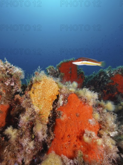 Orange upholstery sponge (Reniera fulva) and mediterranean rainbow wrasse (Coris julis) in the