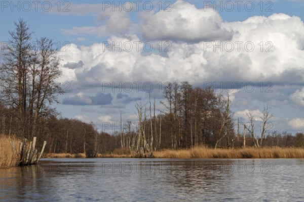 Alder trees with marshy forest in spring with reeds on the banks of the Peene, Peene Valley River