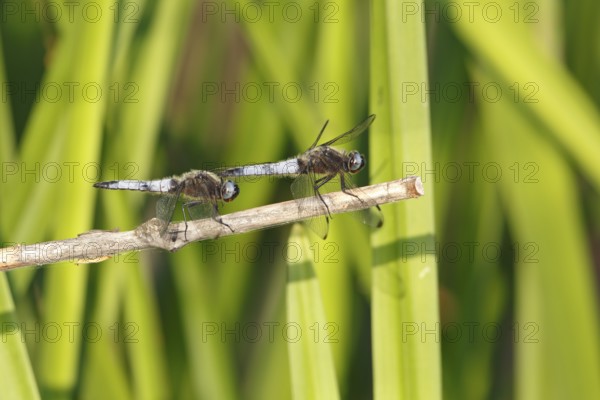 Lesser blue arrow (Orthetrum coerulescens), two animals on a reed stalk, Peene Valley River