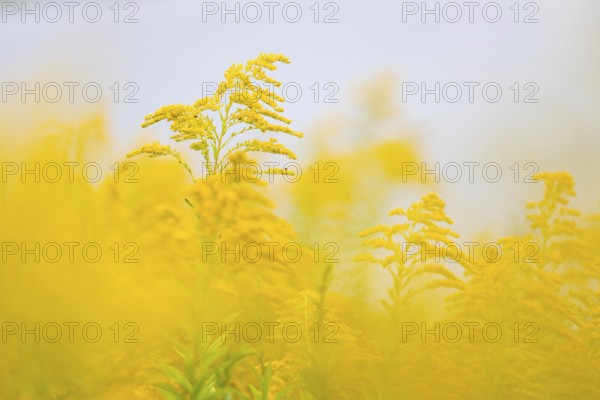Canada goldenrod (Solidago canadensis), composite plants (Asteraceae), Rulfingen, Mengen, Upper