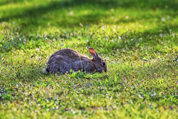 European rabbit (Oryctolagus cuniculus) in a meadow, St Mary's, Isles of Scilly, Cornwall, England,