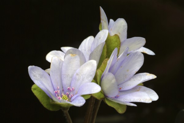 Liverwort (Hepatica triloba) (Hepatica nobilis) (Anemone hepatica), synonyma, common liverwort,