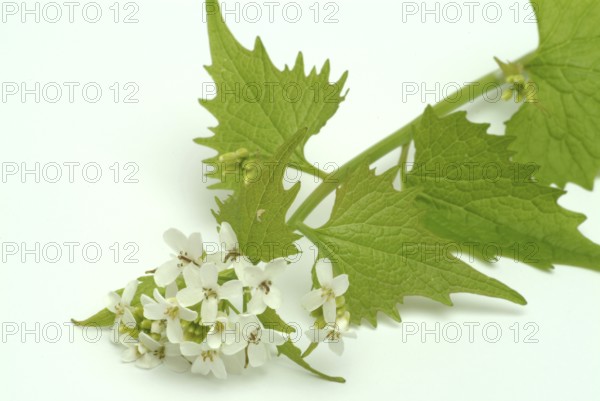 Garlic rue, garlic rue, medicinal plant, seasoning plant, spice, herb, wild plant, medicinal use,