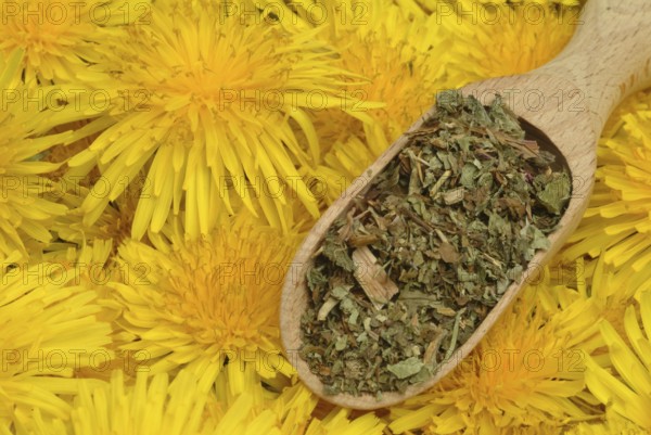Common dandelion (Taraxacum) Ruderalia, Taraxacum officinale, medicinal plant, the most important