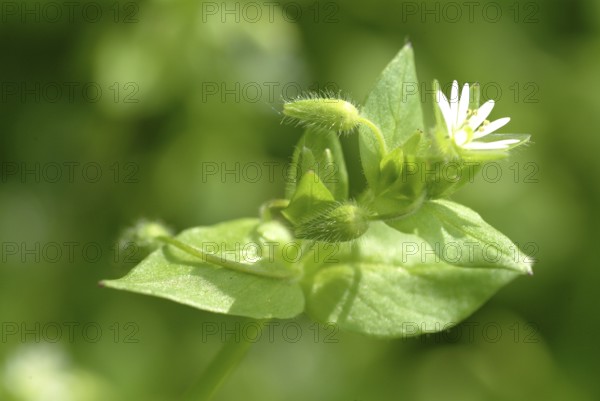 Greater stitchwort (Stellaria holostea), Rabelera holostea, also Common Chickweed, medicinal plant