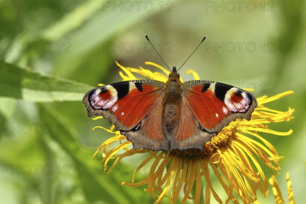 European peacock (Aglais io), on a yellow flower of a greater telecia (Telekia speciosa), Wilden,