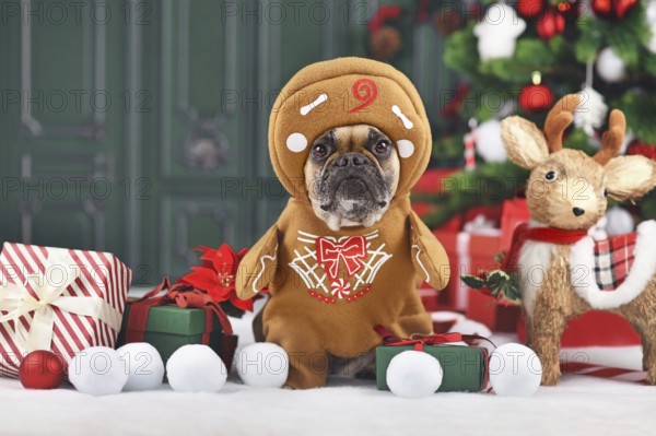 Funny dog Christmas costume. French Bulldog wearing gingerbread outfit with arms surrounded by