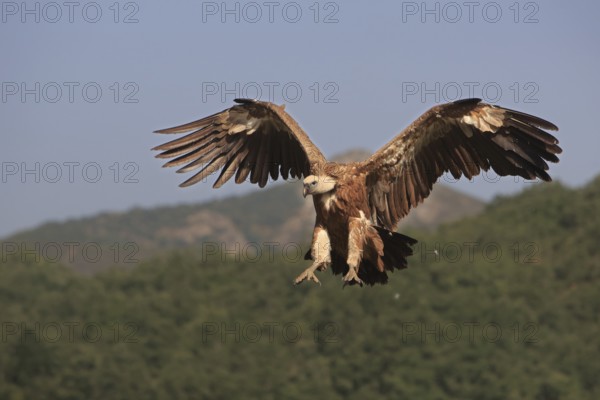 Griffon vulture (Gyps fulvus), approaching with wings spread, Action, Picos de Europa, Spain,