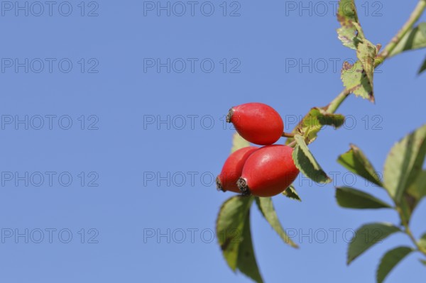 Ripe rosehip fruit of the dog rose (Rosa canina) on a branch in front of a blue sky, Wilnsdorf,