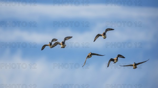 Eurasian Wigeon (Mareca penelope), birds in flight over Marshes at winter time