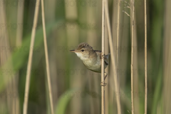 Eurasian reed warbler (Acrocephalus scirpaceus) adult bird on the edge of a reedbed, Lincolnshire,