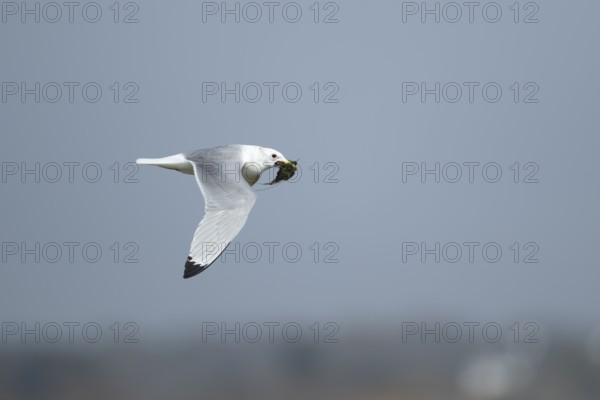 Kittiwake (Rissa tridactyla) adult bird in flight carrying nesting material in its beak, Suffolk,