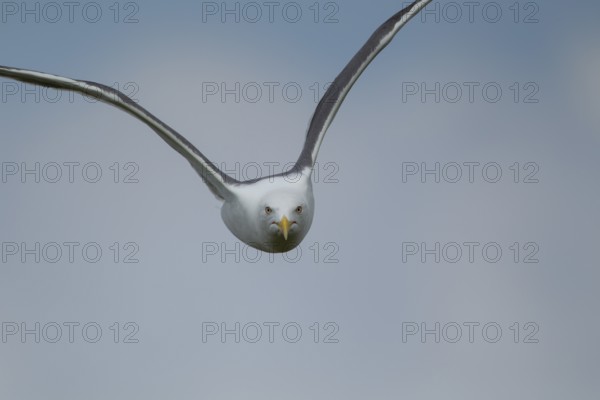 Lesser black backed gull (Larus fuscus) adult bird in flight, Suffolk, England, United Kingdom,