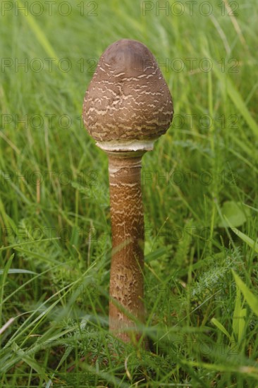 Giant umbrella mushroom in a meadow, parasol mushroom (Macrolepiota procera), mushroom, close-up,