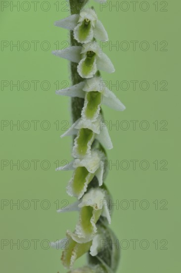 Autumn helleborine (Spiranthes spiralis), autumn helleborine, small orchids, very rare, macro