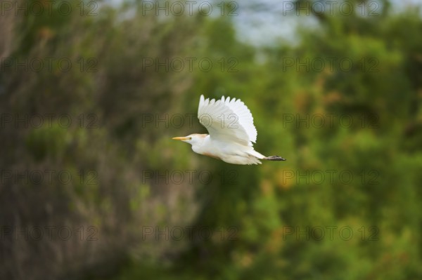Cattle egret (Bubulcus ibis) flying, Camargue, France, Europe