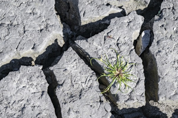 Plant on cracked soil, heavily dried out Zicksee, Lake Neusiedl-Seewinkel National Park,