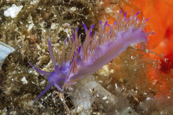Purple edmundsella pedata (Flabellina pedata) with orange-red translucent midgut gland,