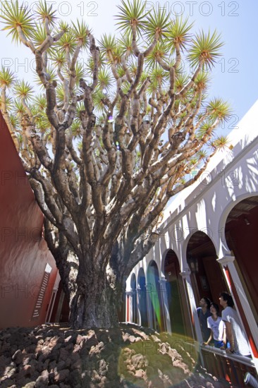 Largest dragon tree (Dracaena) in Gran Canaria, Gáldar, Las Palmas Province, Gran Canaria, Canary