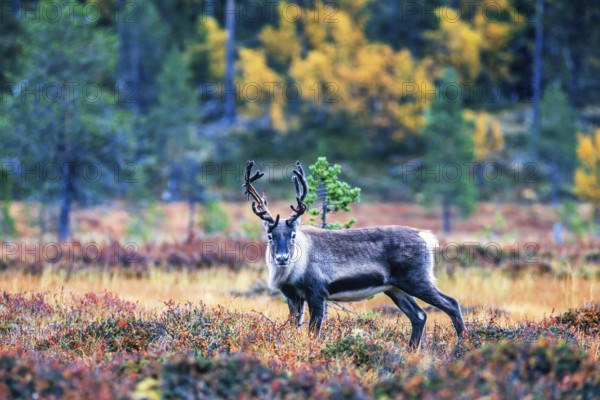Reindeer on a bog in the forest with autumn colors looking towards the camera, Sweden, Europe