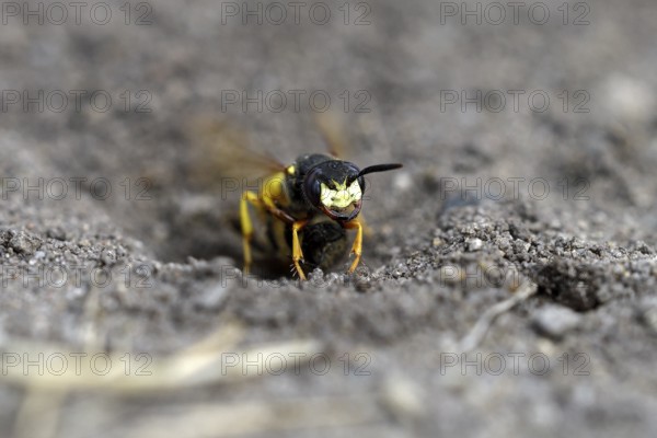 European beewolf (Philanthus triangulum), at the entrance of the breeding burrow, digging, Bottrop,