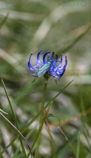 Green forester (Adscita statices), butterfly of the year 2023, Bavaria, Germany, Europe