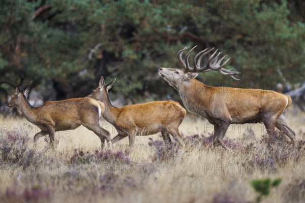 Red deer (Cervus elaphus) in the Hoge Veluwe National Park, Netherlands