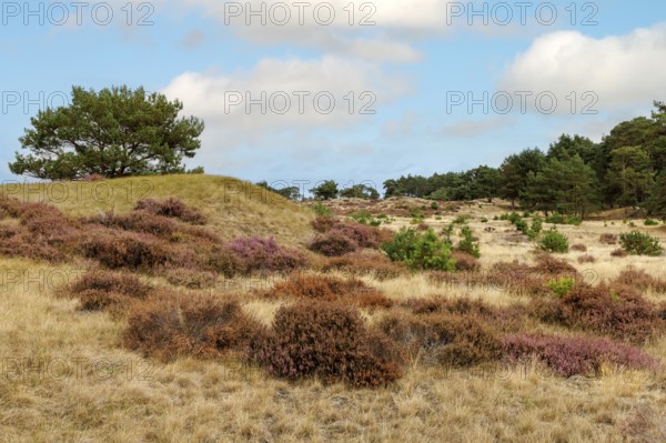 Heath blossom in the Hoge Veluwe National Park, Netherlands