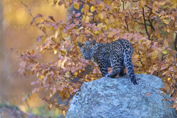 Indian leopard (Panthera pardus fusca), young animal on stone in forest