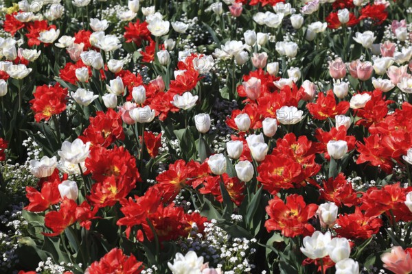 Many colourful tulips in one area