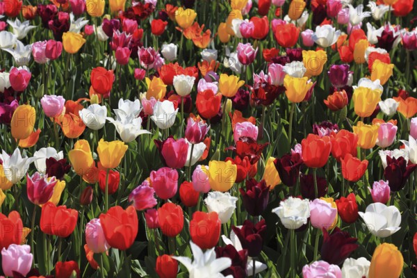 Many colourful tulips in one area