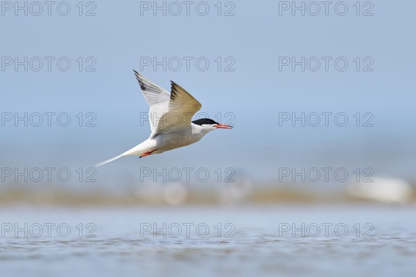Elegant tern (Thalasseus elegans) flying in the sky above the sea, hunting, ebro delta, Catalonia,
