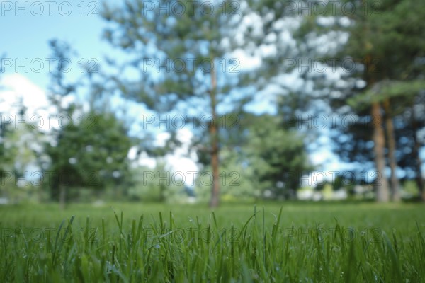 Morning grass in a forest meadow (focus on foreground)