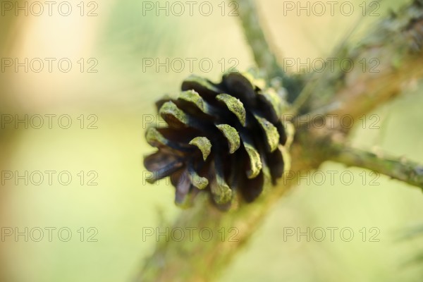 Scots pine (Pinus sylvestris) cone, detail, Upper Palatinate, Bavaria, Germany, Europe