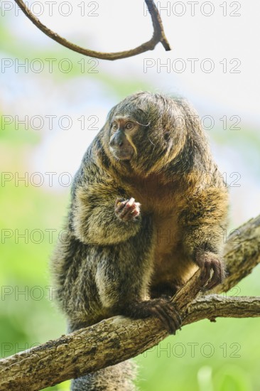White-faced saki (Pithecia pithecia), female, portrait, captive, Germany, Europe