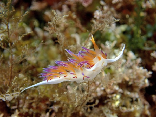 Wandering thread snail (Cratena peregrina) in the Mediterranean Sea near Hyères. Dive site Giens