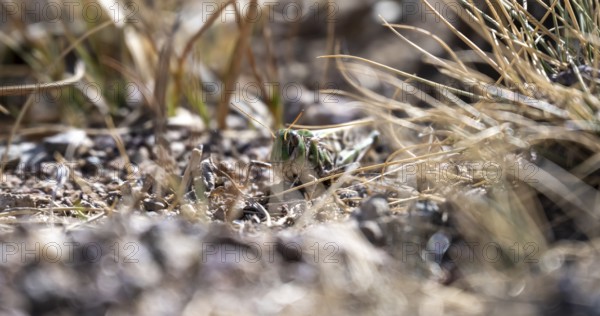 Grasshopper in dry grass, Chuy Province, Kyrgyzstan, Asia
