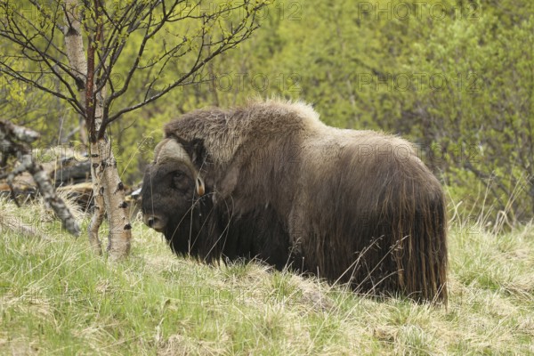 Musk ox (Ovibos moschatus) among birch trees in Dovrefjell-Sunndalsfjella National Park, Central