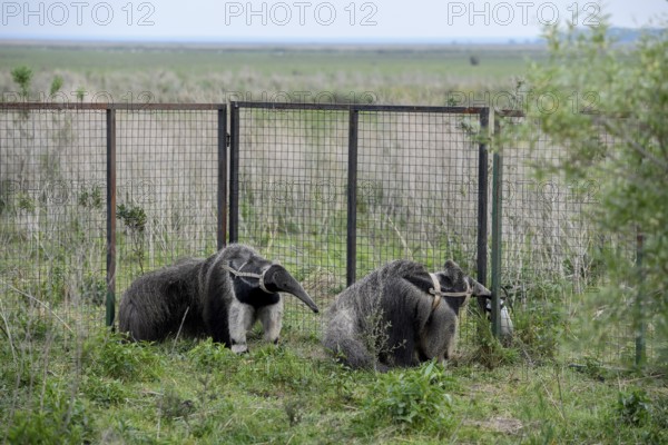 Giant anteater (Myrmecophaga tridactyla) with radio collar at the Conservation Land Trust breeding